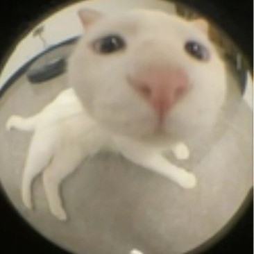 无敌小猫咪