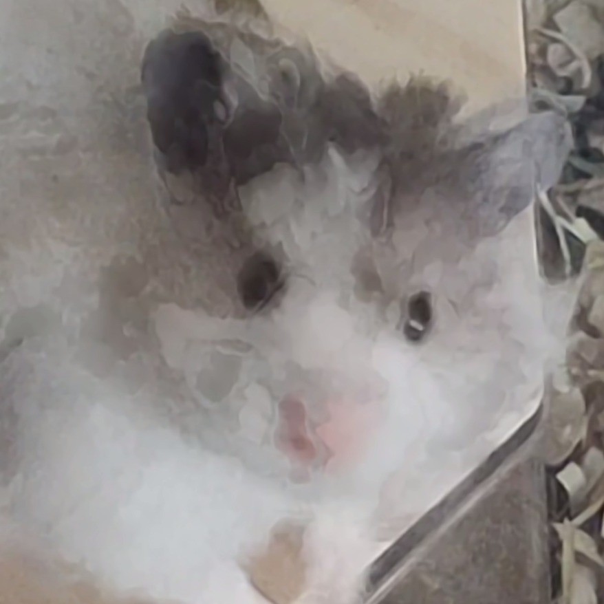 鹅鹅子