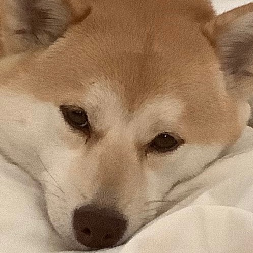 大马哈鱼