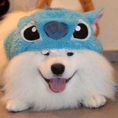 石头丶仔
