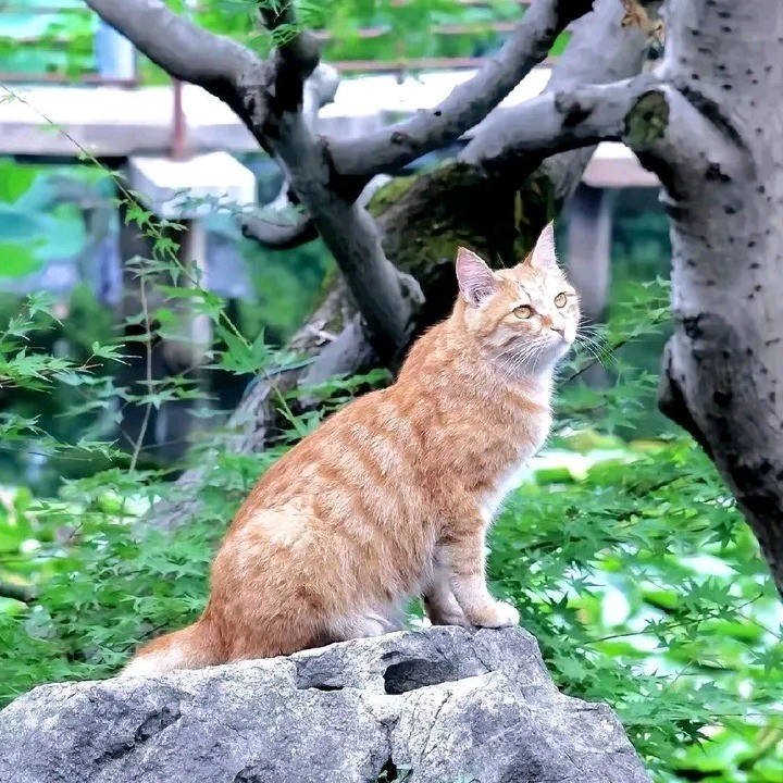 张诗羽